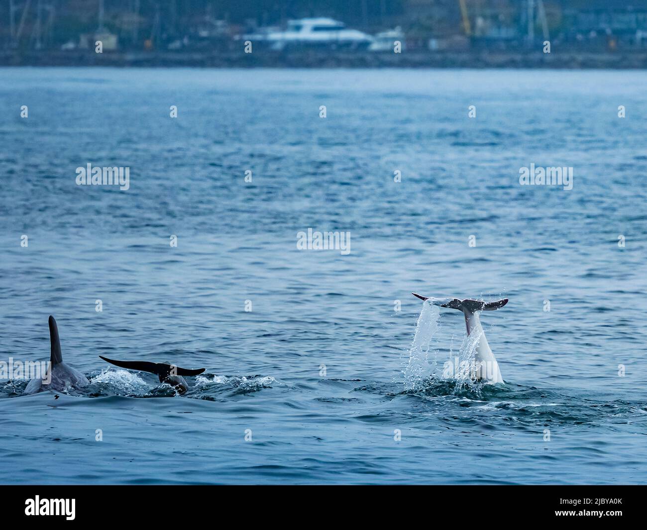 White albino whale hi-res stock photography and images - Alamy
