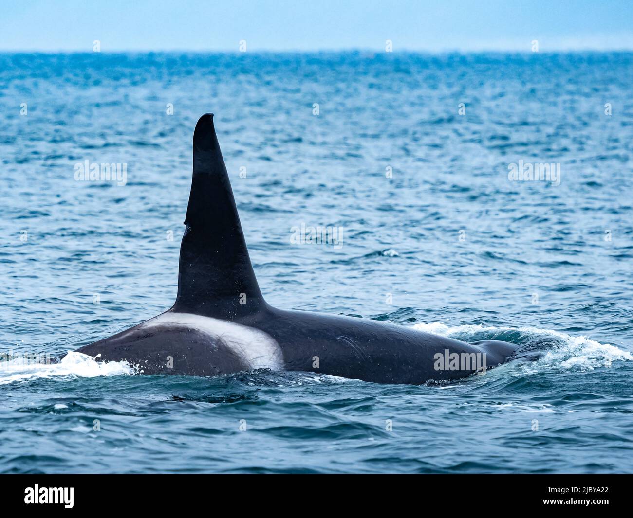 Tall dorsal fin of male Transiant Killer Whale (Orca orcinus) in Monterey Bay, Monterey Bay National Marine Refuge, California Stock Photo