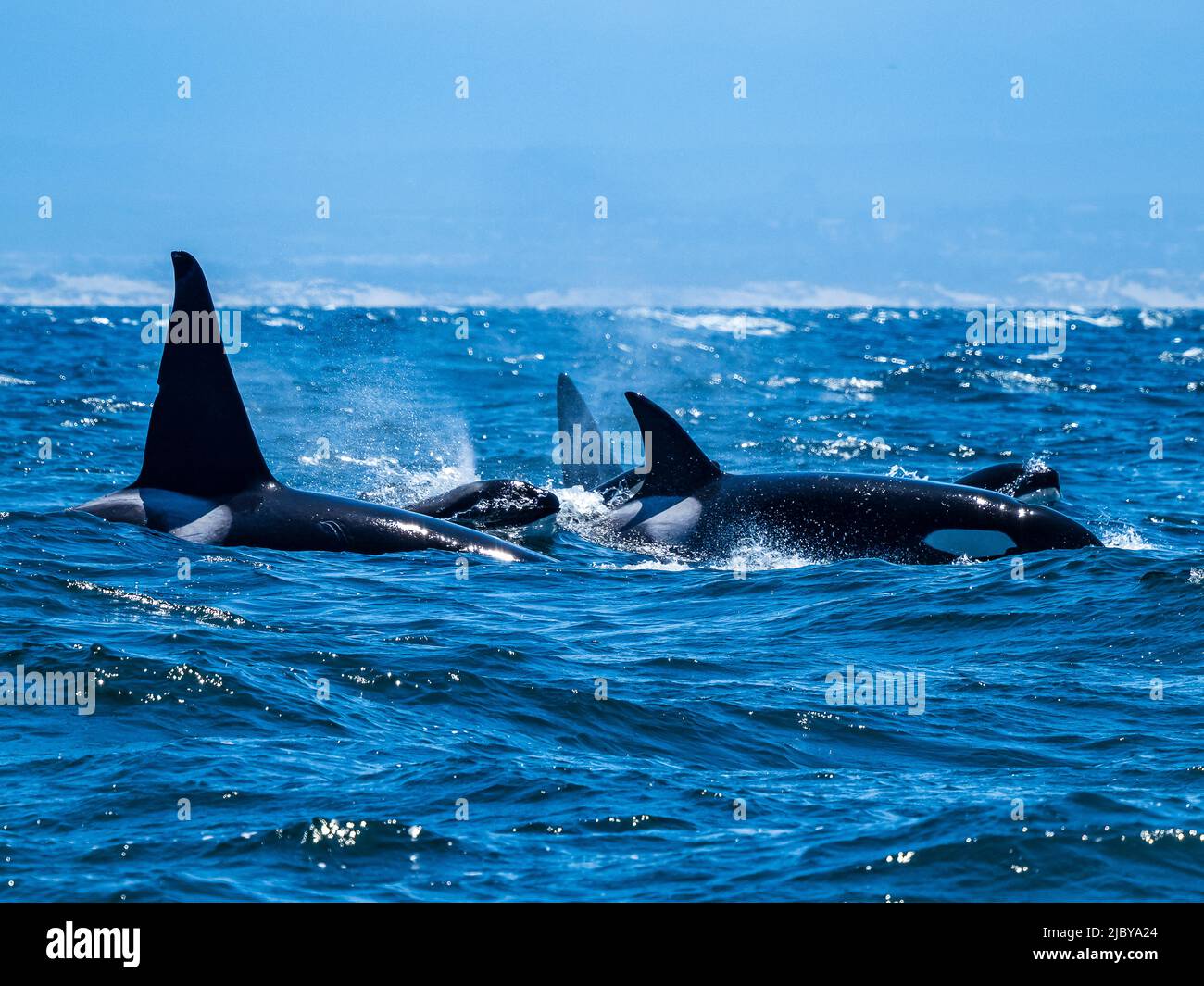 Transiant Killer Whales (Orca orcinus) hunting in Monterey Bay, Monterey Bay National Marine Refuge, California Stock Photo