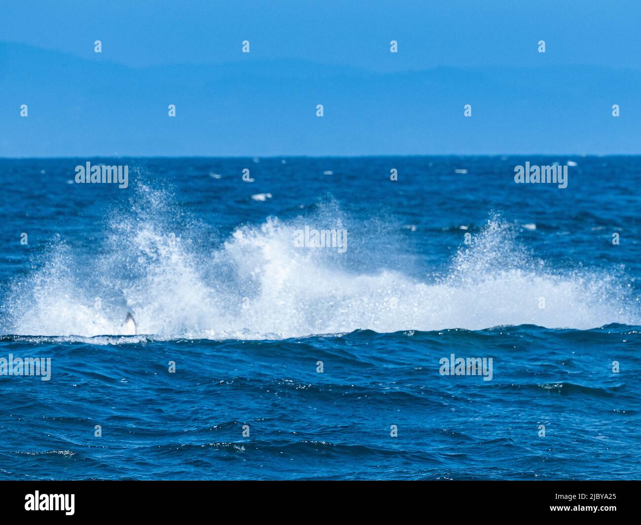 Sequence, the splash, Transiant Killer Whale (Orca orcinus) breaching in Monterey Bay, Monterey Bay National Marine Refuge, California Stock Photo