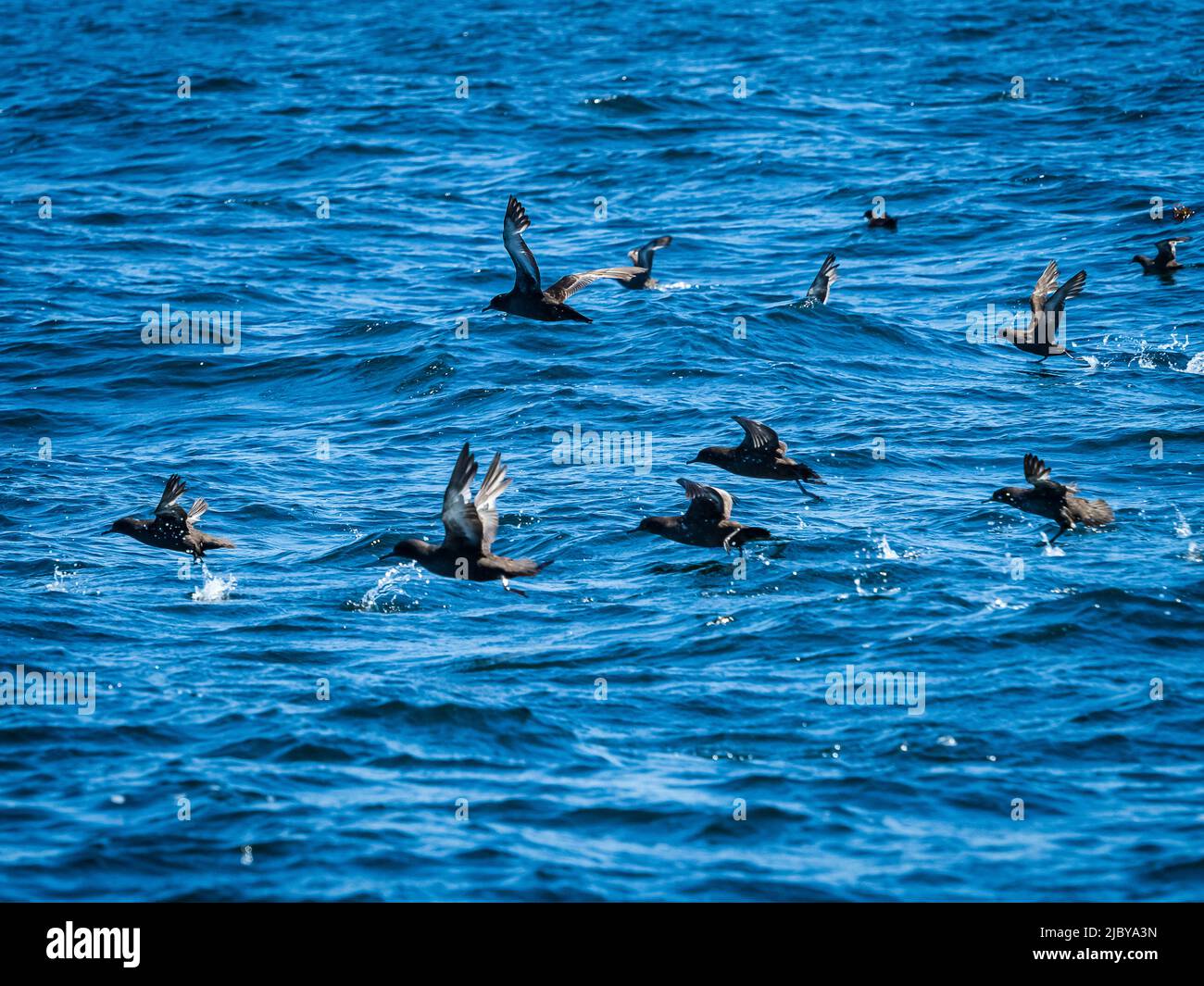 Sooty Sheerwaters (Ardenna grisea) taking off in Monterey Bay, Monterey Bay National Marine Reserve, Pacific Ocean, California Stock Photo