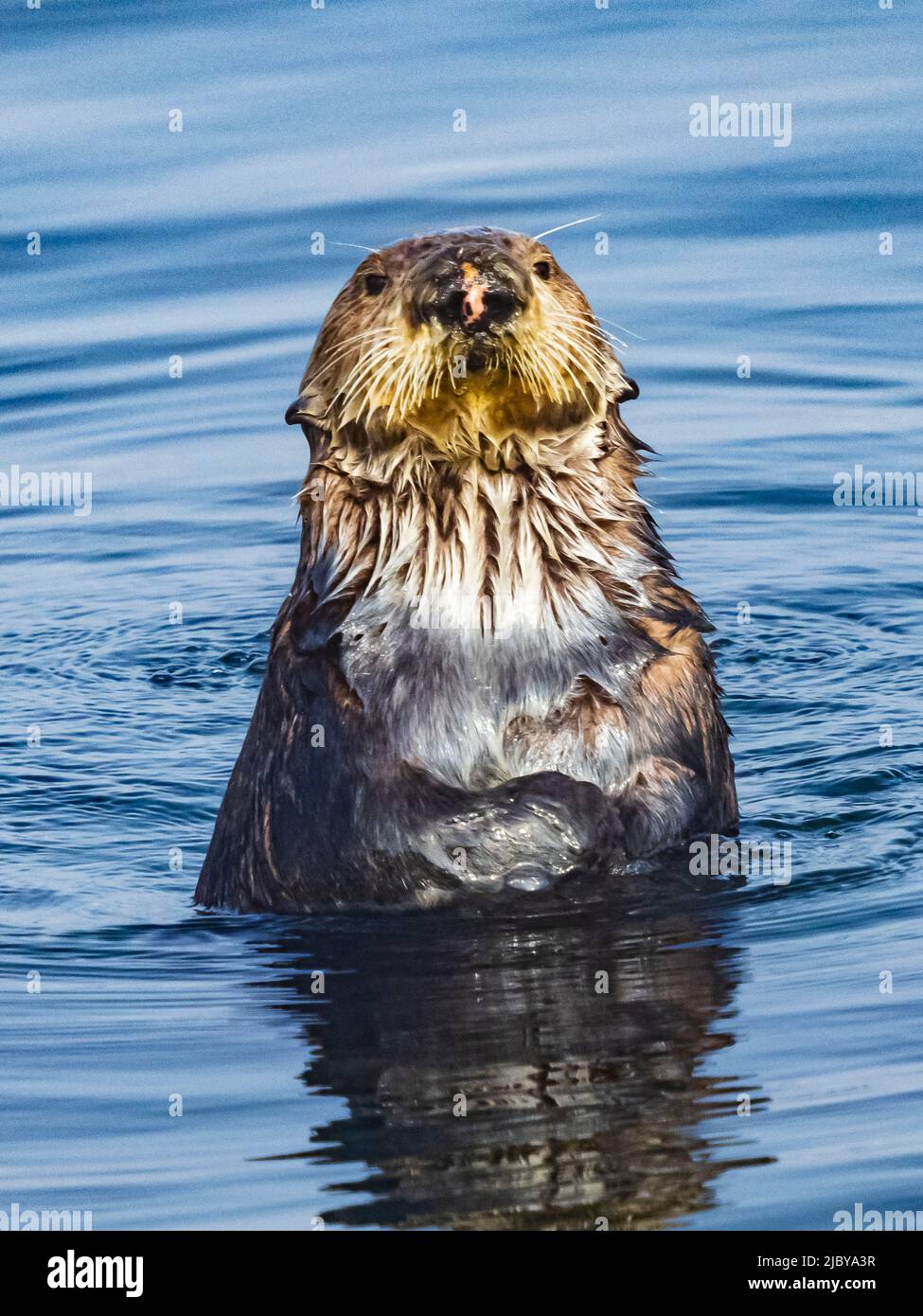 Curious Southern Sea Otter (Enhydra lutris) in Montrey Bay boat harbor, Monterey, California Stock Photo