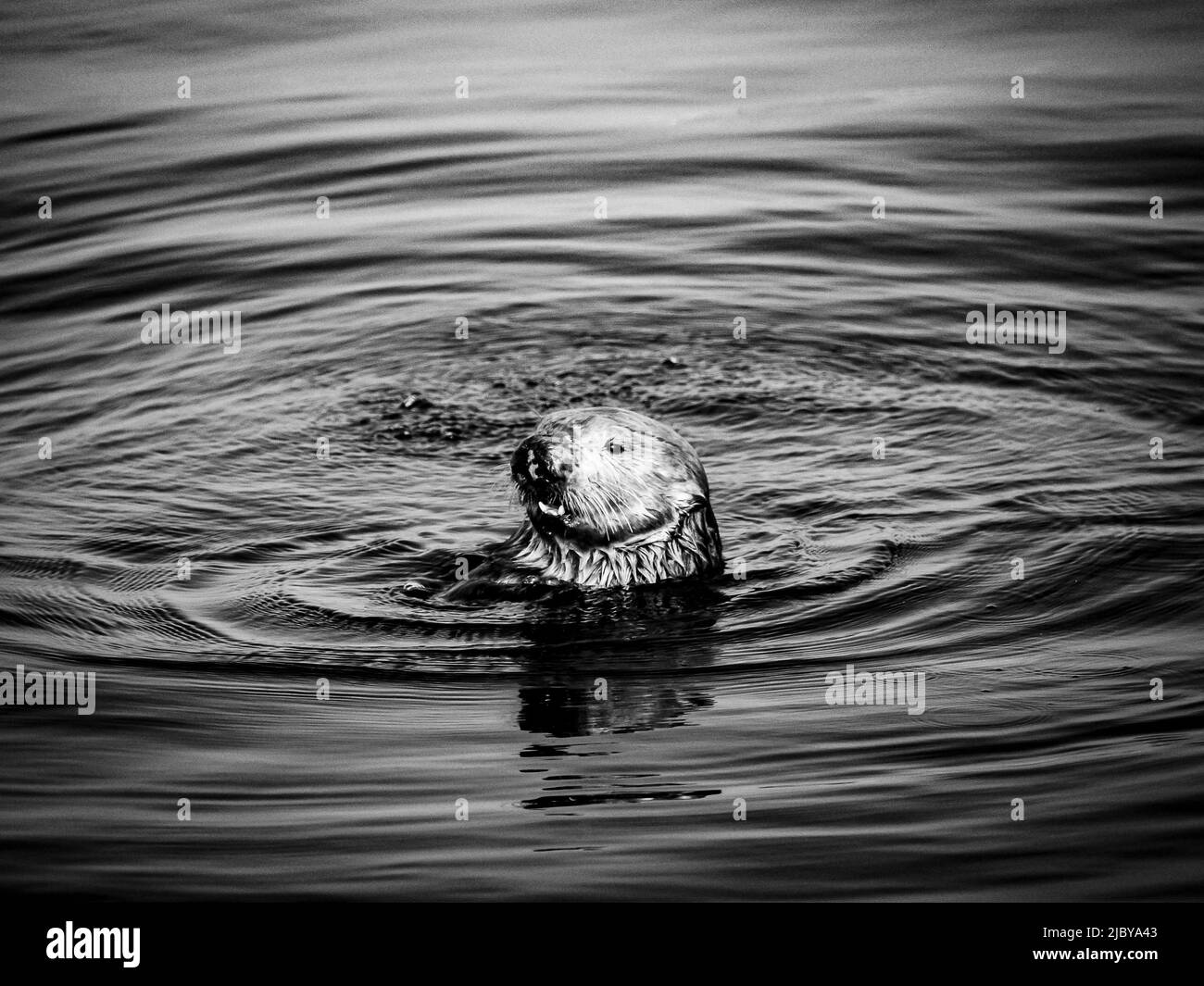 Black and White, Curious Southern Sea Otter (Enhydra lutris) in Montrey Bay boat harbor, Monterey, California Stock Photo