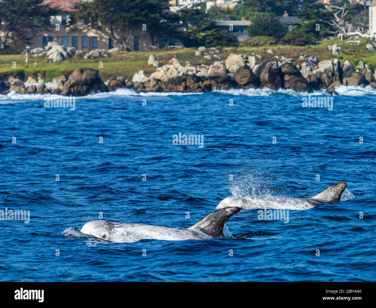 Risso Dolphins (Grampus griseus) in Monterey Bay, Monterey Bay National Marine Reserve, Pacific Ocean, California Stock Photo