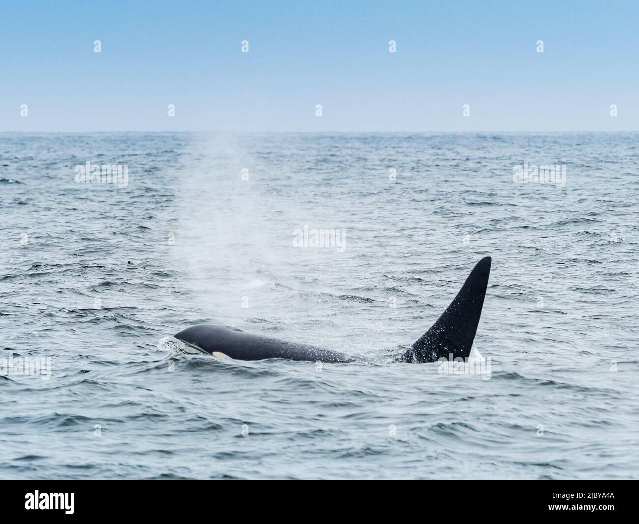 Whale Watching, Killer Whales (Orca orcinus) in Monterey Bay, Monterey Bay National Marine Refuge, California Stock Photo