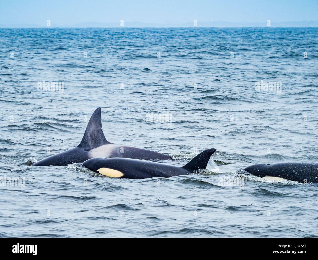 Transiant Killer Whales (Orca orcinus) in Monterey Bay, Monterey Bay National Marine Refuge, California Stock Photo