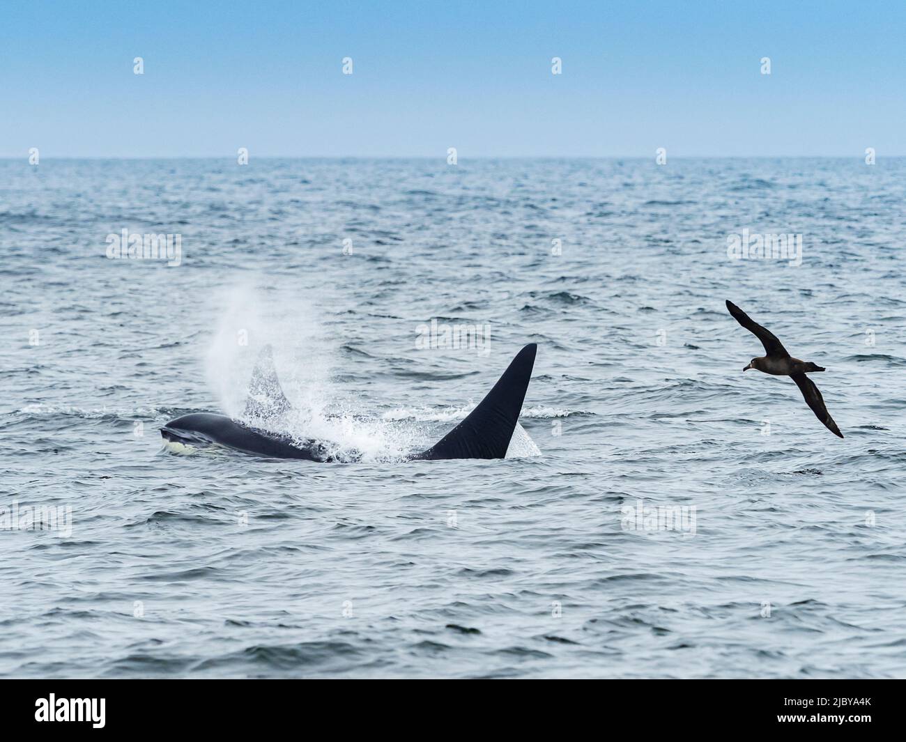 Black-footed Albatross (Phoebastria nigripes) and Killer Whales (Orca orcinus) in Monterey Bay, Monterey Bay National Marine Refuge, California Stock Photo