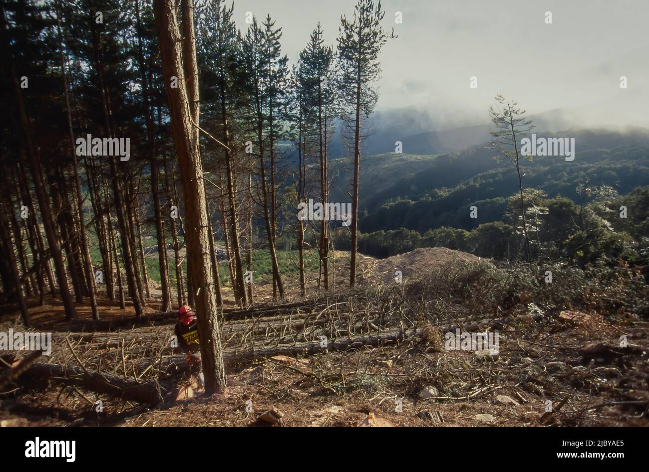 Extraordinary Cutting Back Pine Trees Pictures