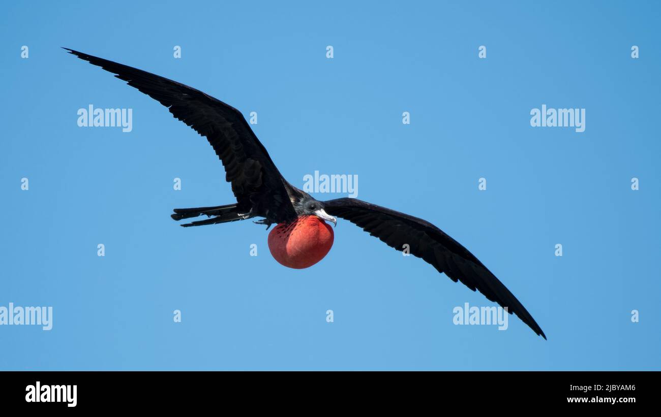 a male frigatebird proudly displays it's bright red inflated pouch ...