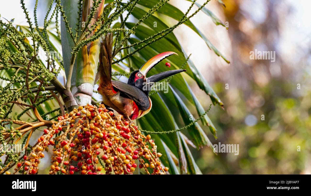 A colorful Aracari toucan juggles fruit before eating it Stock Photo
