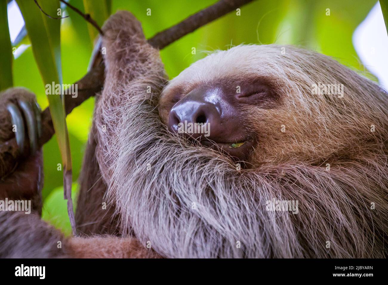 A two-toed sloth sleeps among the leafs Stock Photo