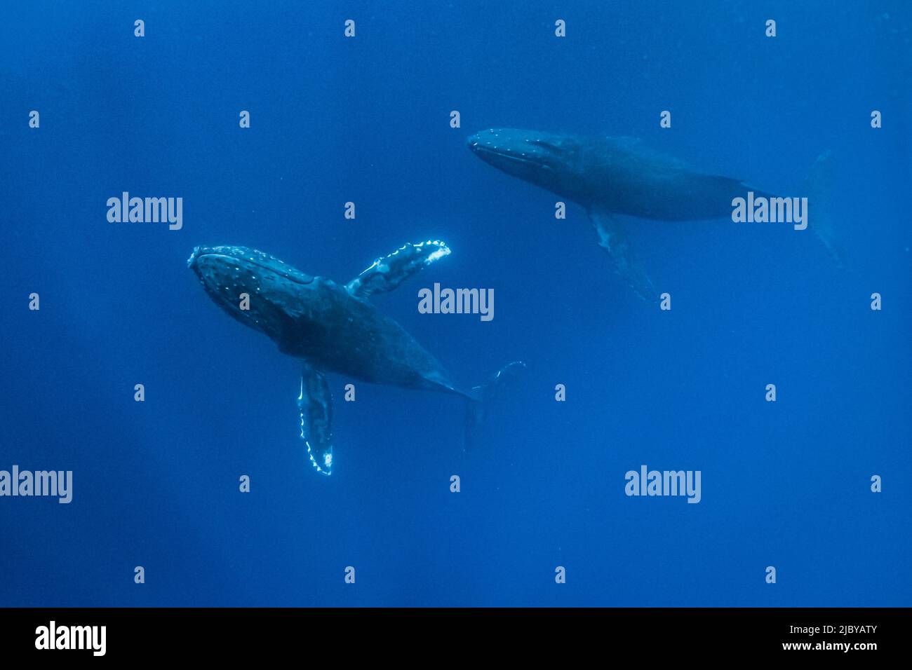 Underwater Photo, Rising from the depths Humpback Whales (Megaptera