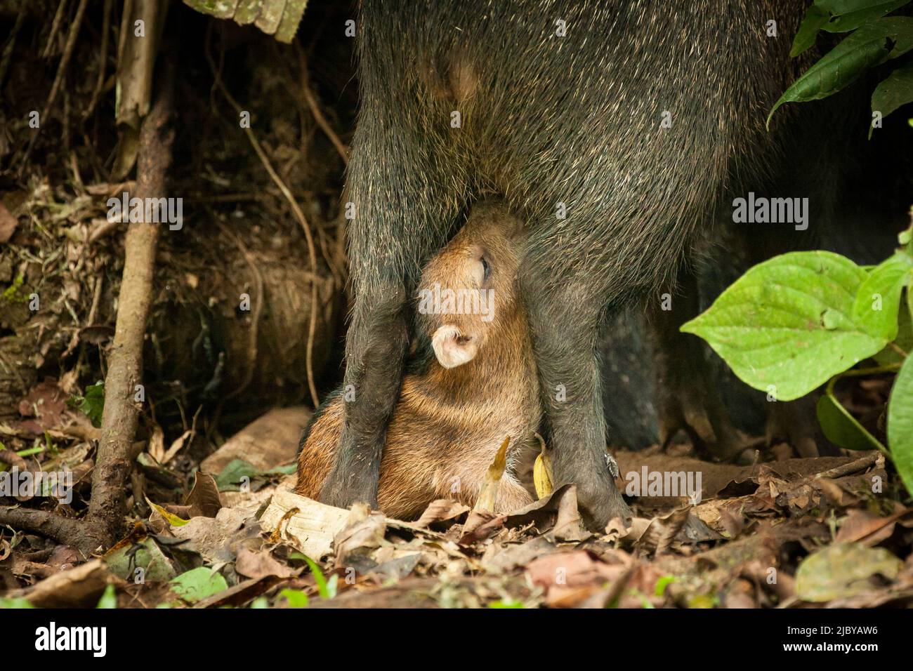 A new-born peccary suckles milk from its mother Stock Photo