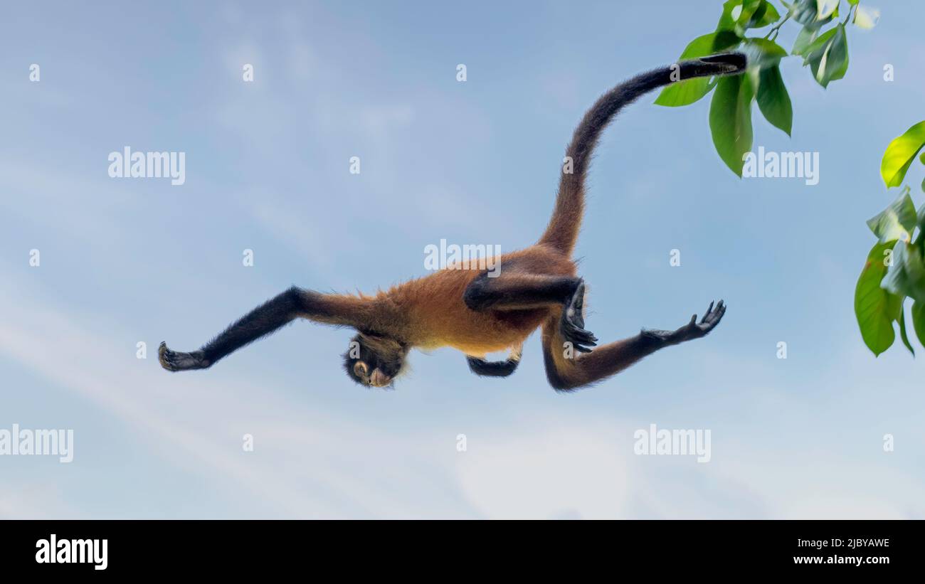 Spider monkeys are specialists on moving fast through the forest canopy Stock Photo