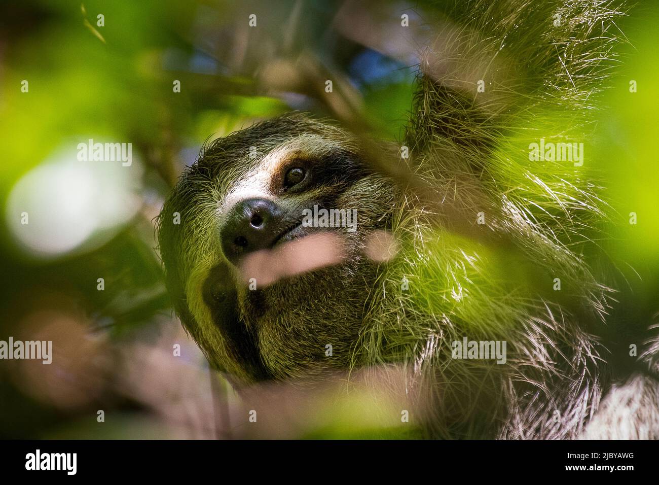 A three-toed sloth hides among the canopy leafs Stock Photo