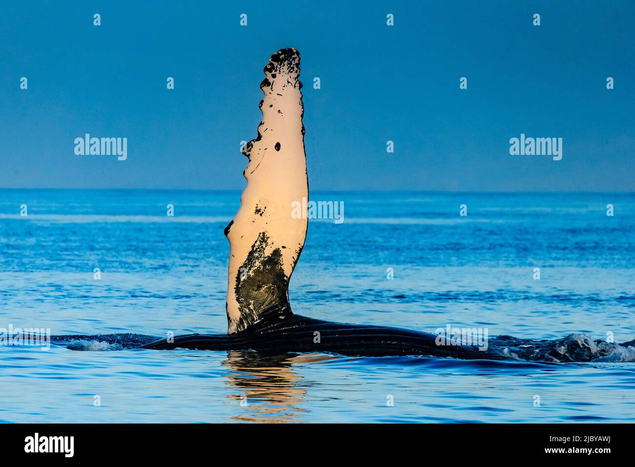 Whale rolling on its side lifting flipper, Humpback Whales (Megaptera