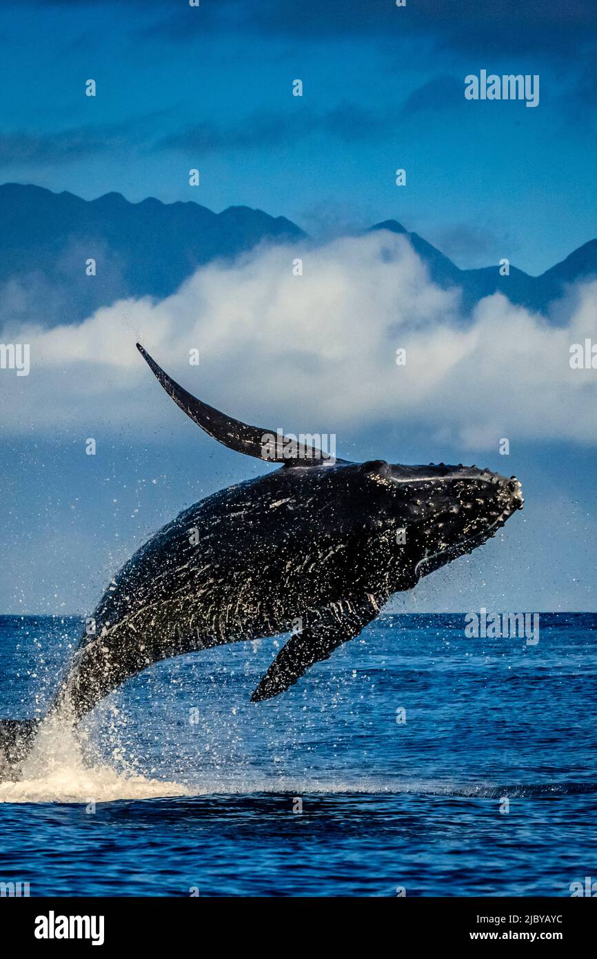 Humpback Whales (Megaptera novaeangliae), Maui, Hawaii Stock Photo