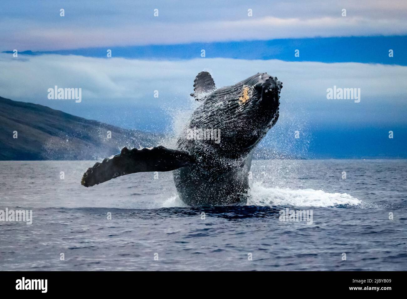 Breaching Humpback Whale (Megaptera novaeangliae), Maui, Hawaii