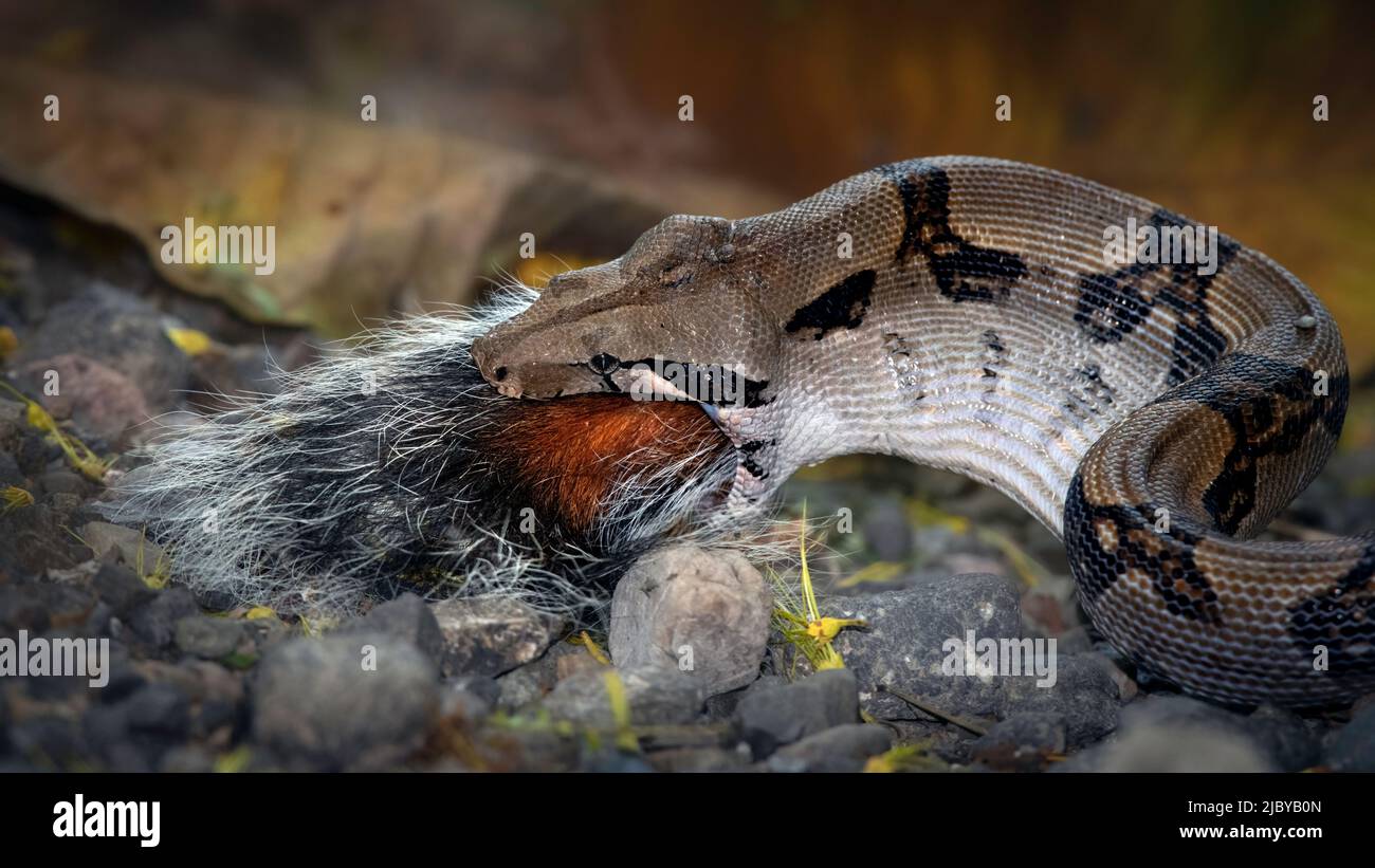 A medium size boa-constrictor snake swallows the tail as the last bit of a squirrel meal. Stock Photo