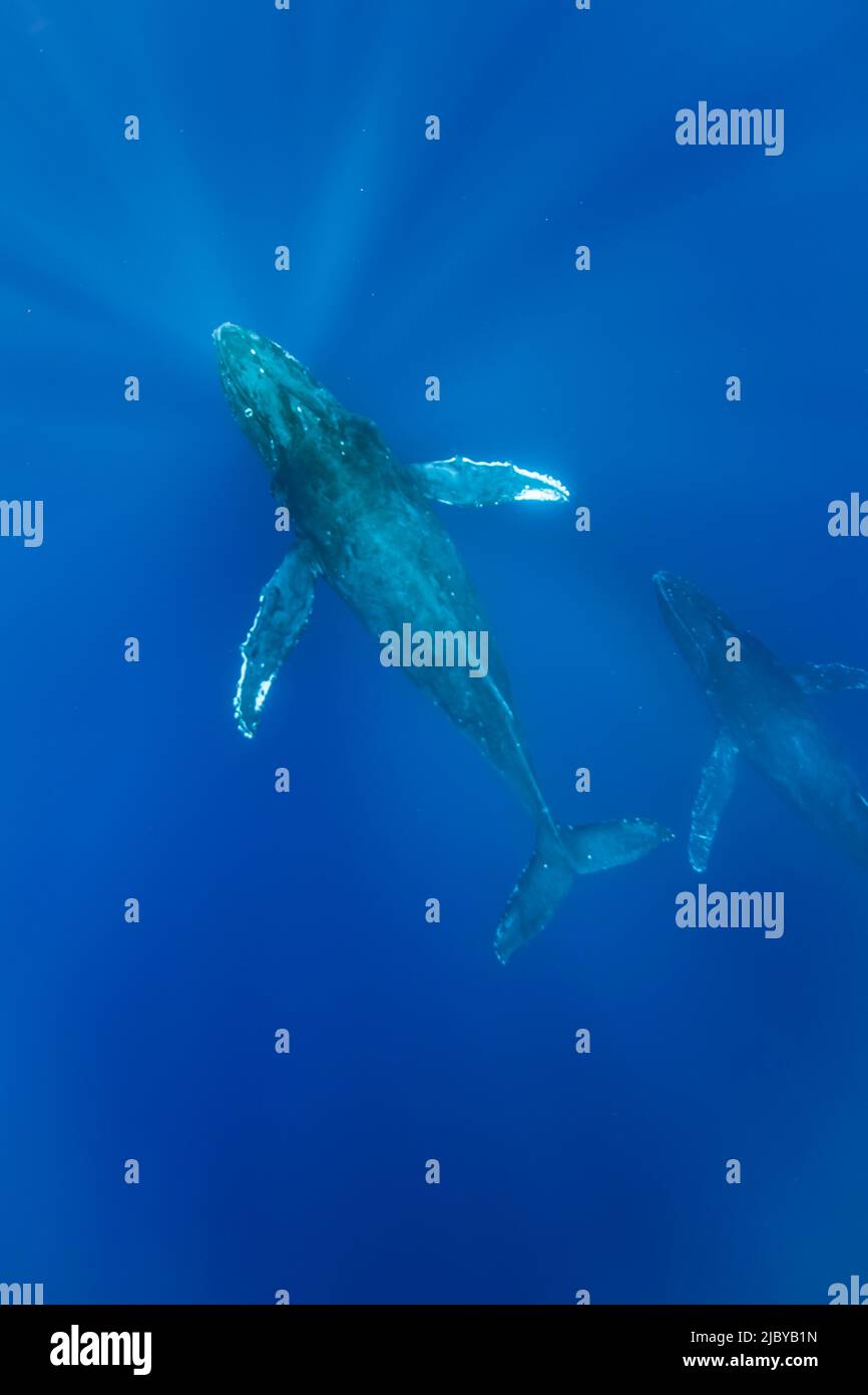pback Whales (Megaptera novaeangliae) swim through tropical blue waters