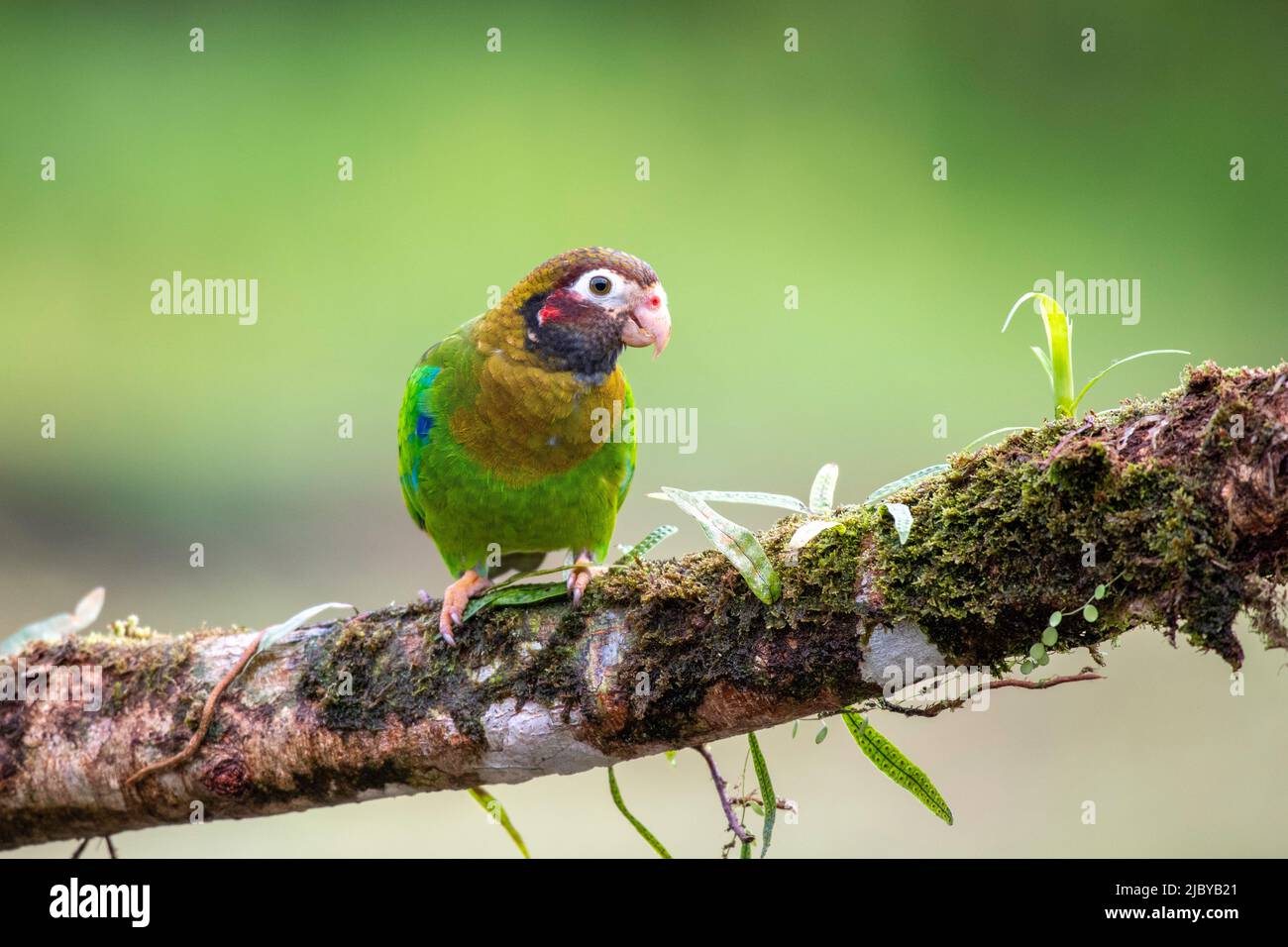 A Brown hooded Parrot Takes A Look Back To Me Stock Photo Alamy a-brown-hooded-parrot-takes-a-look-back-to-me-stock-photo-alamy