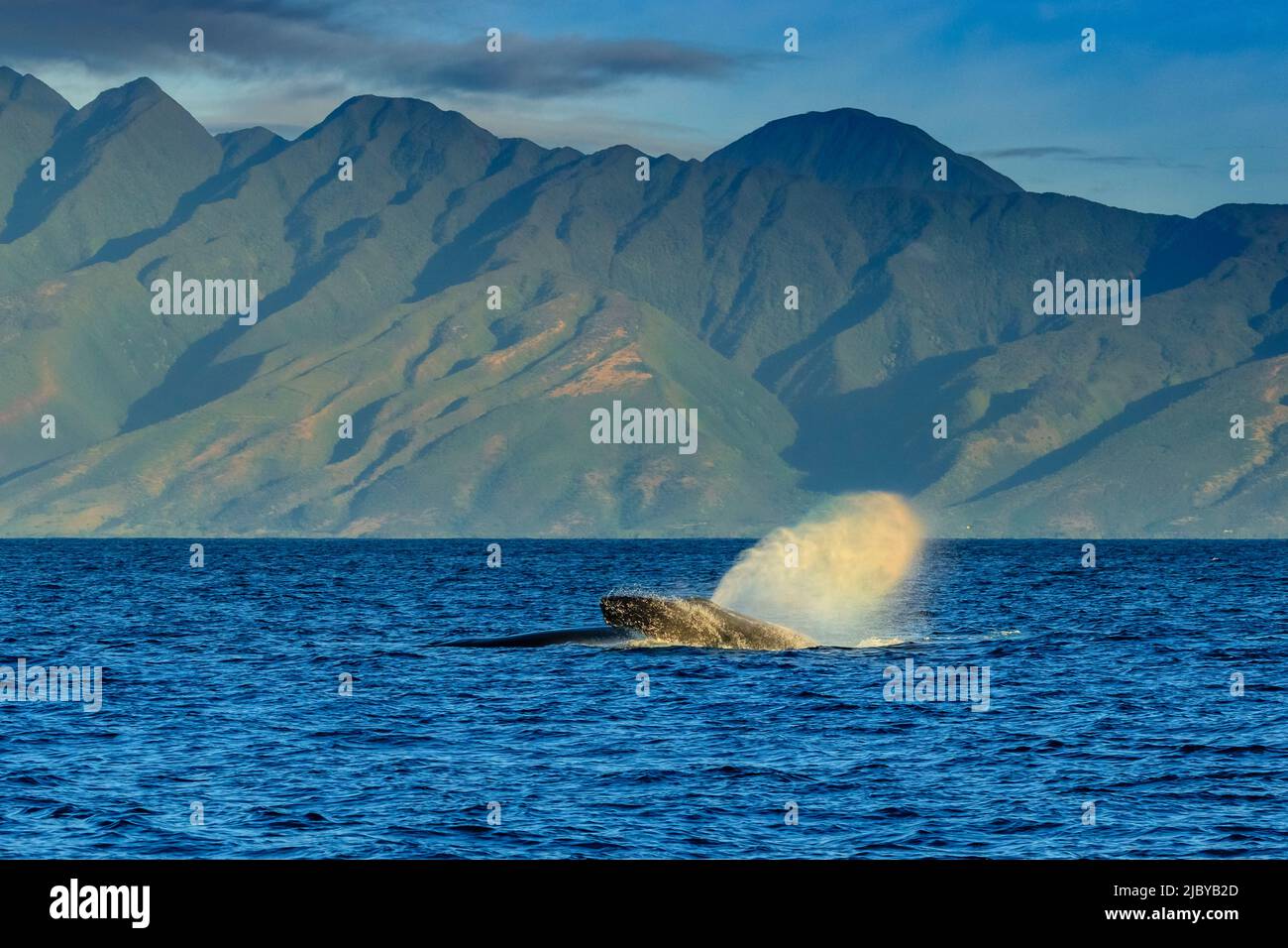 Rainbow blow, Humpback Whale (Megaptera novaeangliae), Maui, Hawaii Stock Photo