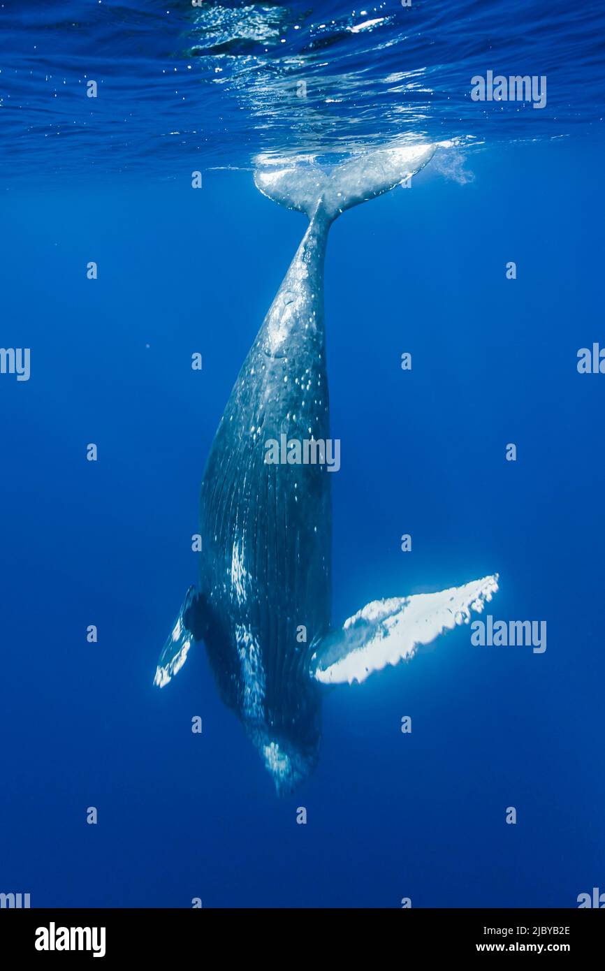 Underwater Photo, Humpback Whale (Megaptera novaeangliae) diving deep