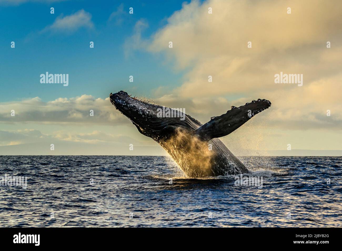 Breaching Humpback Whale (Megaptera novaeangliae), Maui, Hawaii Stock Photo