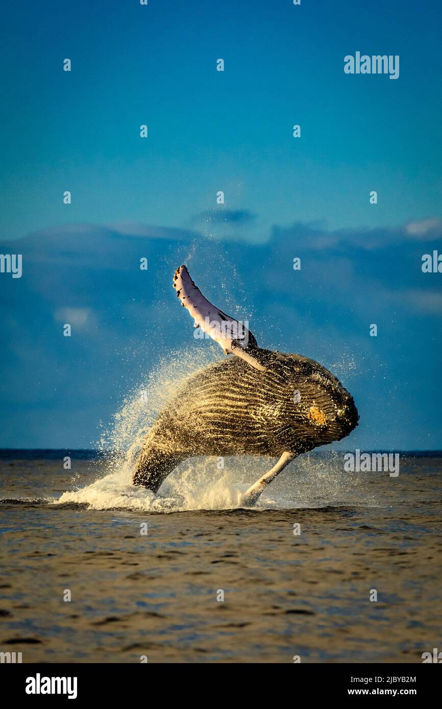 Blue whale breaching hi-res stock photography and images - Alamy
