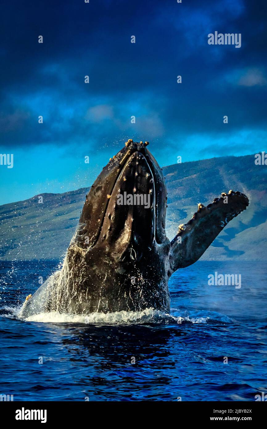 Breaching Humpback Whale (Megaptera novaeangliae), Maui, Hawaii Stock Photo