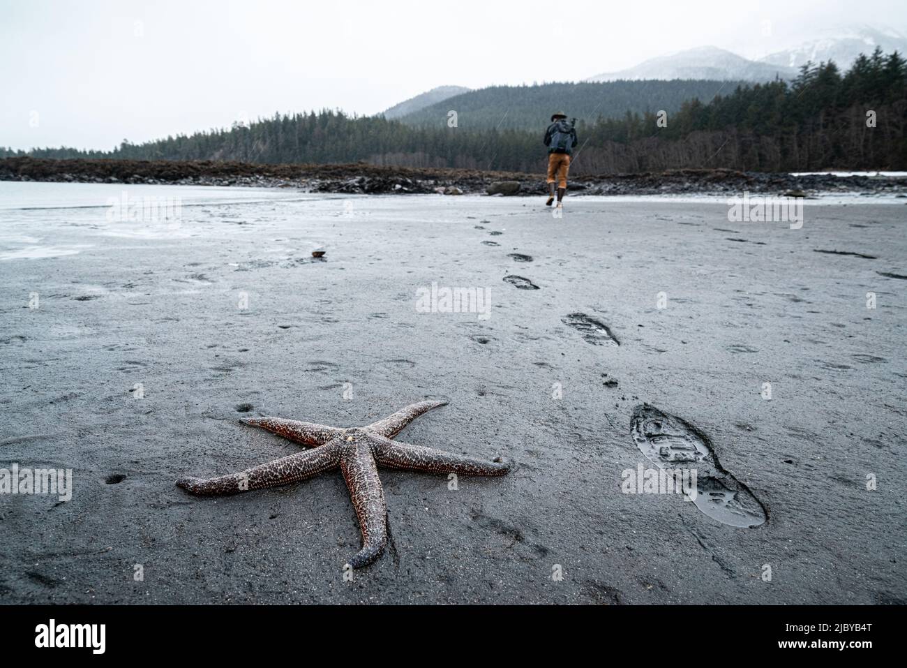 Walking down the beach at a low tide in Juneau, AK. A mottled seastar sits and waits for the tide to return. Stock Photo
