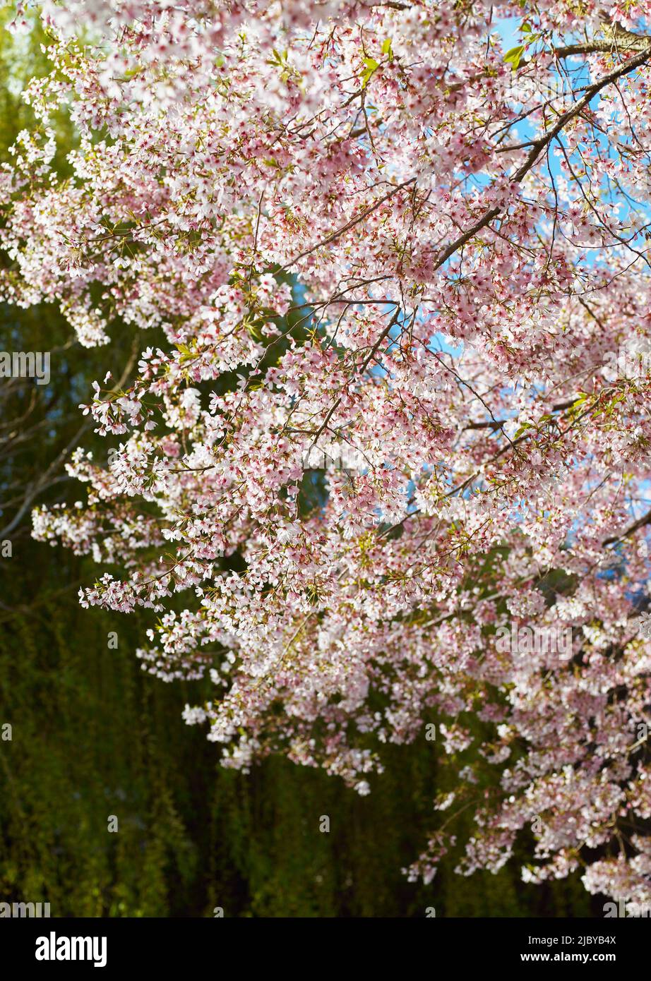 Hanging branches of flowering cherry blossom tree Stock Photo Alamy