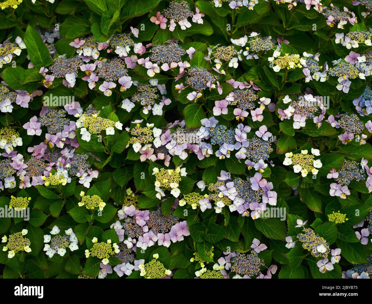 Flowering bush of flowering Lace Cap Hydrangea in various stages of flowering Stock Photo
