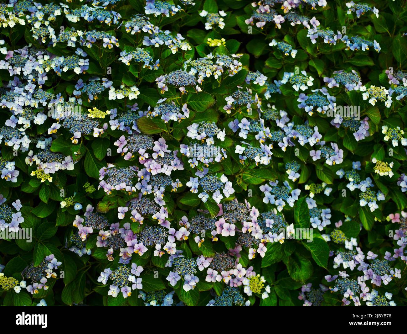 Flowering bush of flowering Lace Cap Hydrangea in various stages of flowering Stock Photo