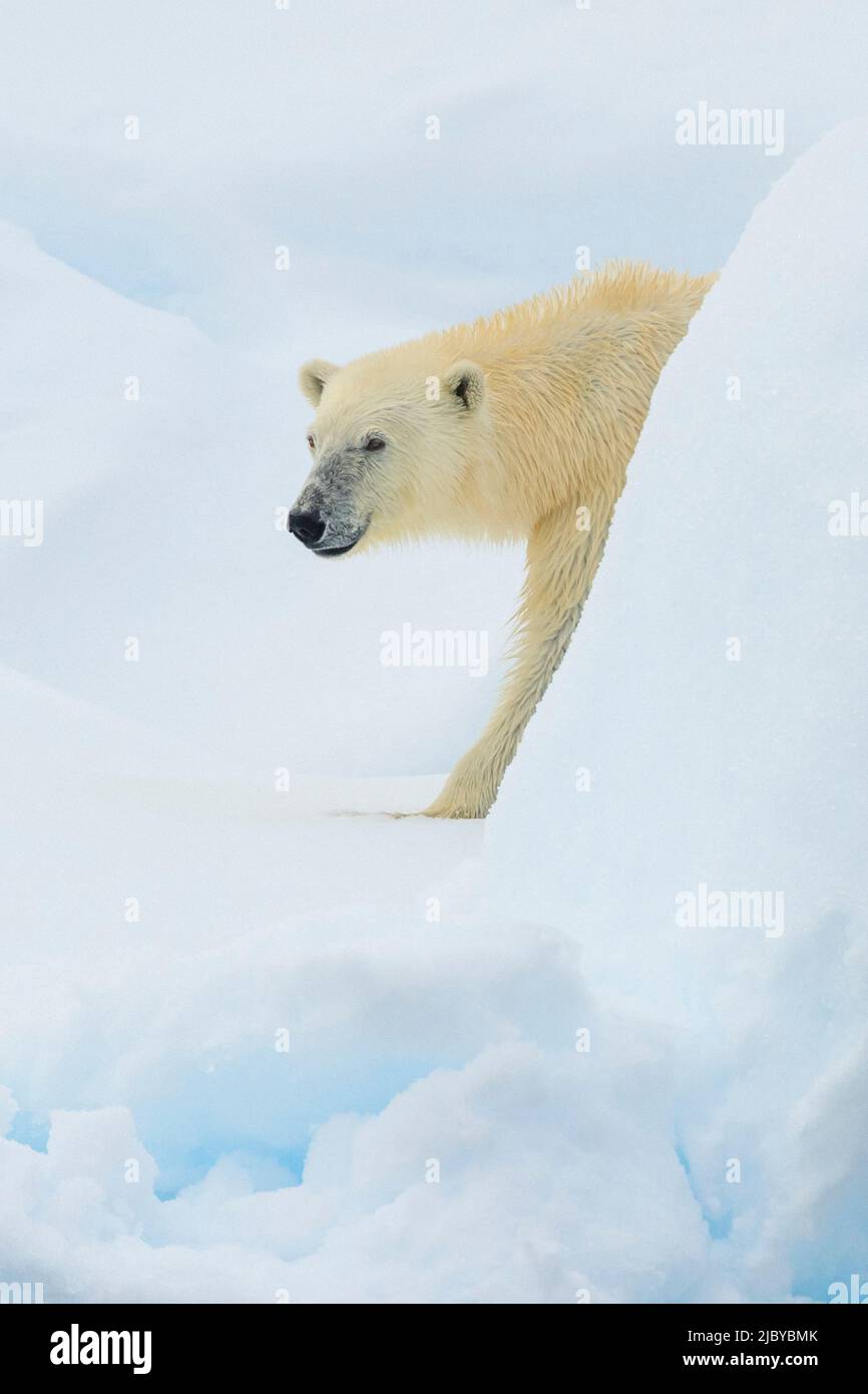 Polar bear (Ursus maritimus) walking on pack ice, Svalbard, Norway Stock Photo