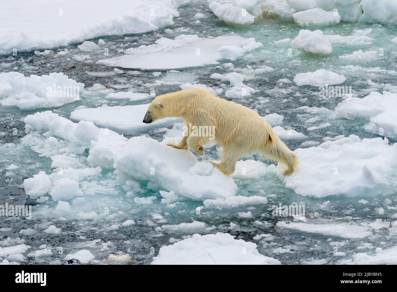 Polar bear (Ursus maritimus) walking across ice floes, Svalbard, Norway Stock Photo