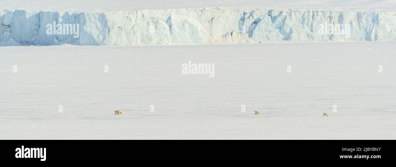 Panoramic, Three Polar Bears crossing Pack Ice, following mom, mother and cubs, Svalbard, Norway Stock Photo
