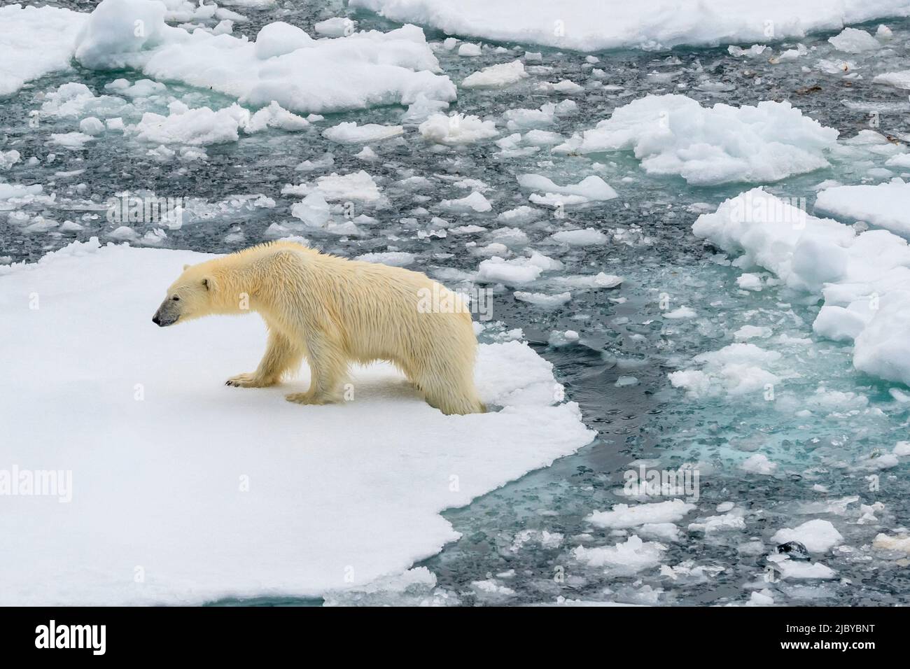 Polar bear (Ursus maritimus) walking across ice floes, Svalbard, Norway Stock Photo