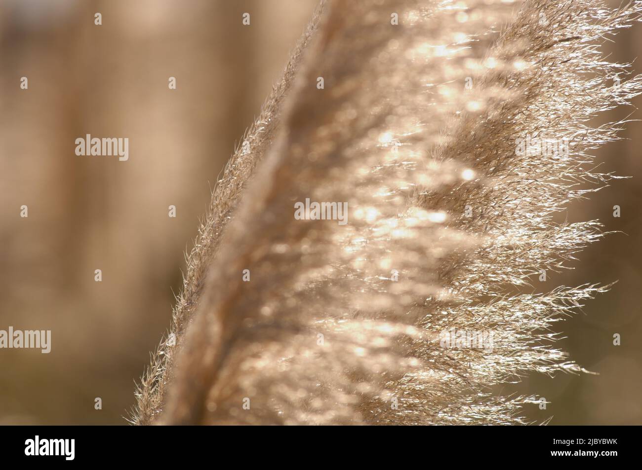 Back lit New Zealand plant (indigenous name "toi toi Stock Photo Alamy