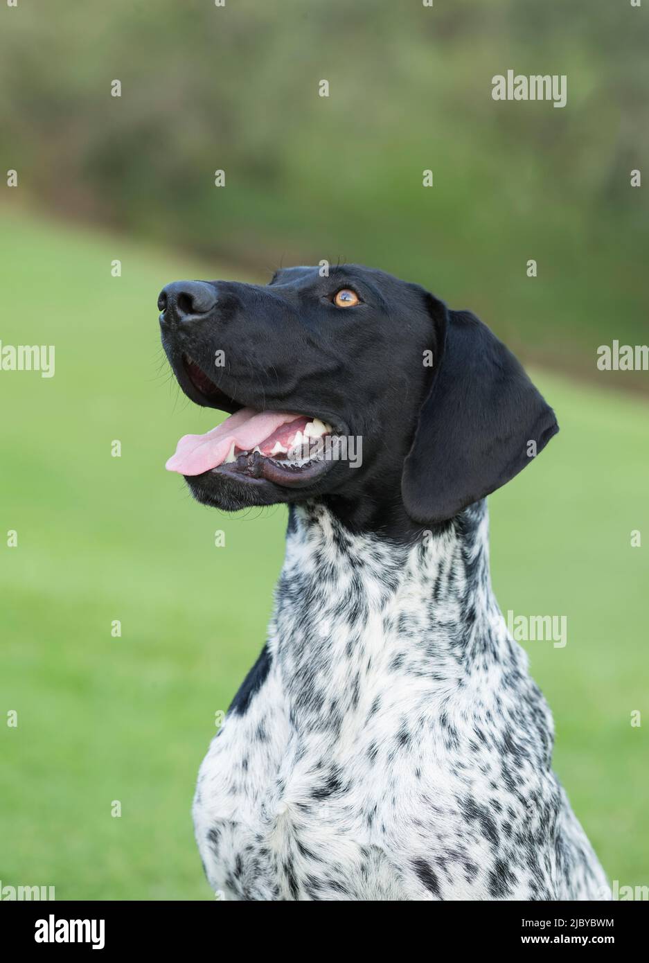White and black hotsell german shorthaired pointer