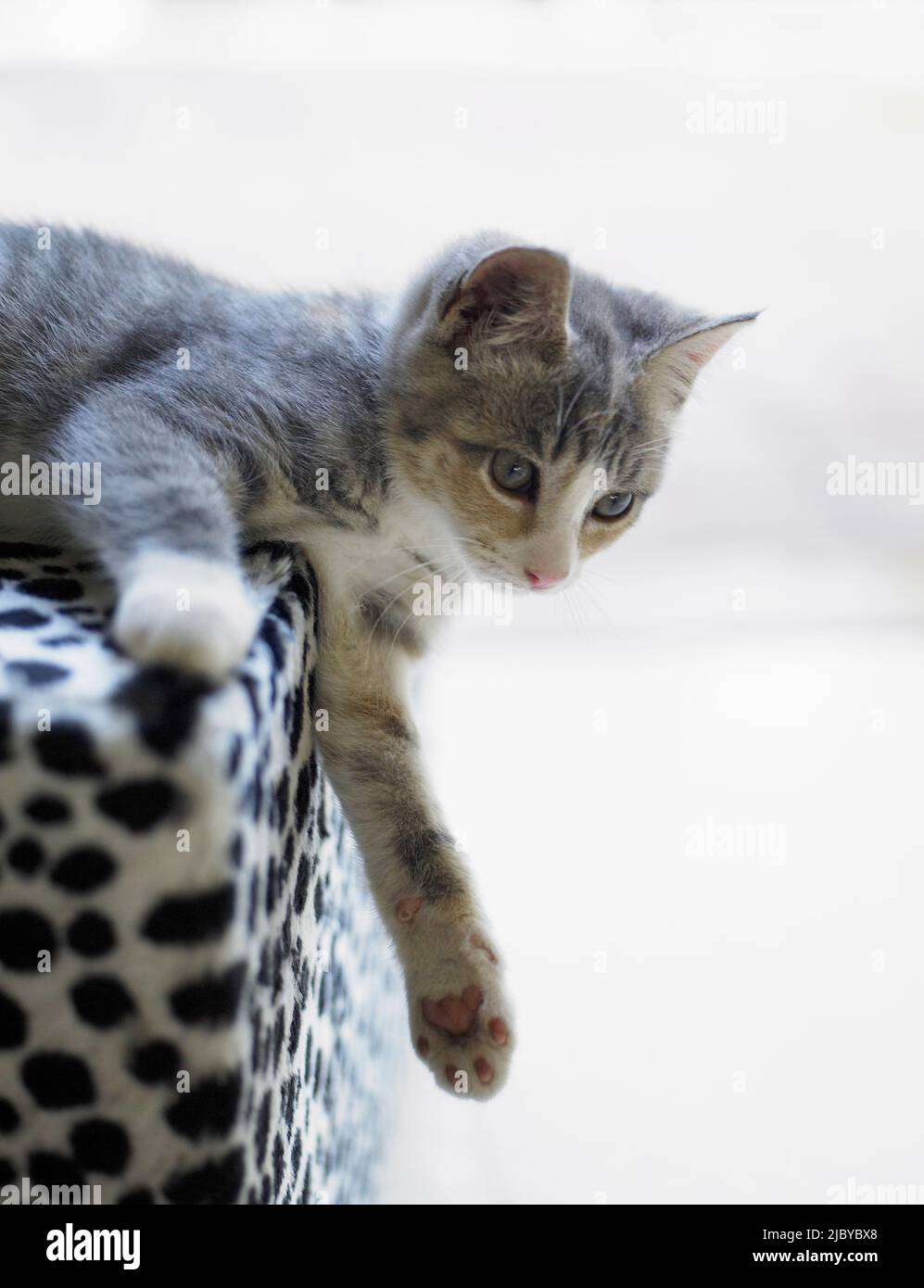 Shell laying hi-res stock photography and images - Alamy