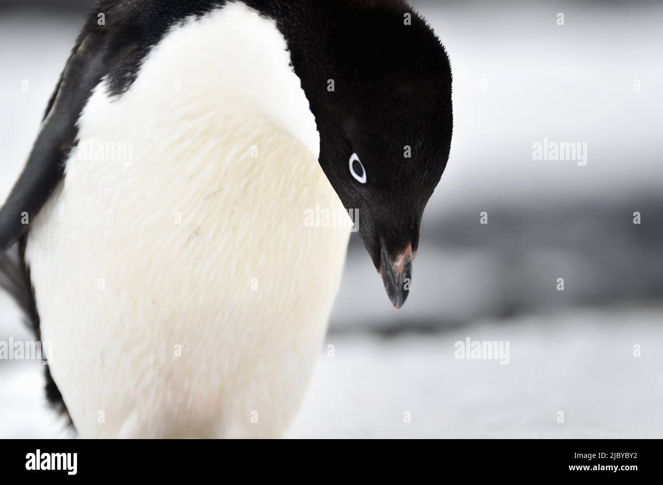 Penguin behavior in antarctica hi-res stock photography and images - Alamy