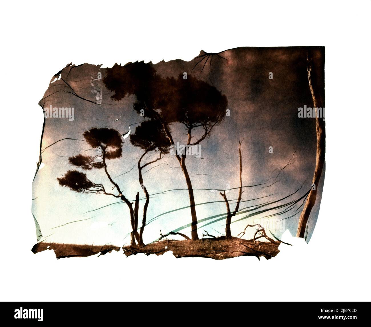 Polaroid transfer of old gum trees with greens and brown tones Stock Photo