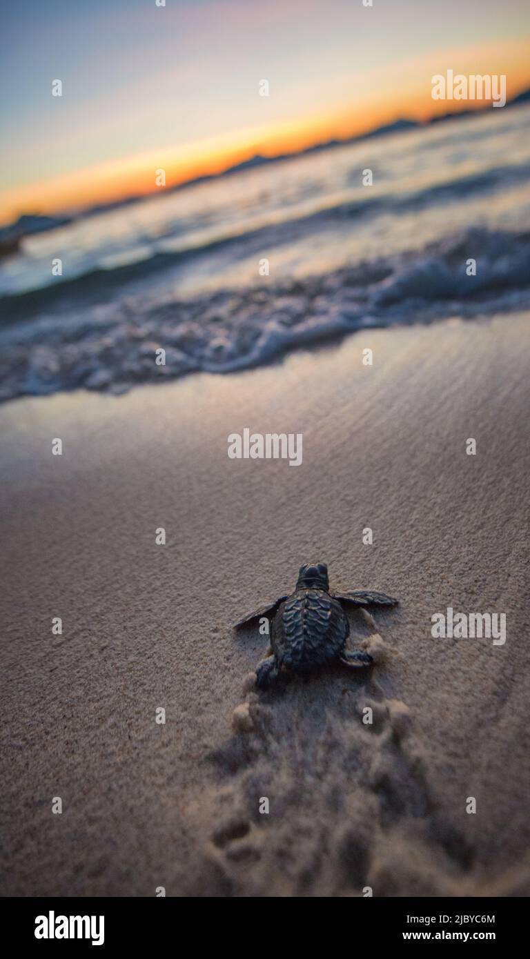 baby sea turtle just after hatching, Philippines Stock Photo
