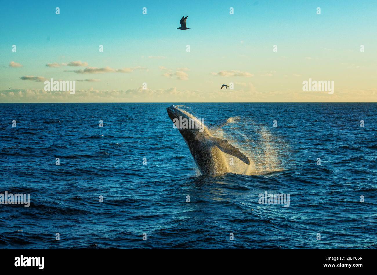 Whale in wild nature close hi-res stock photography and images - Alamy