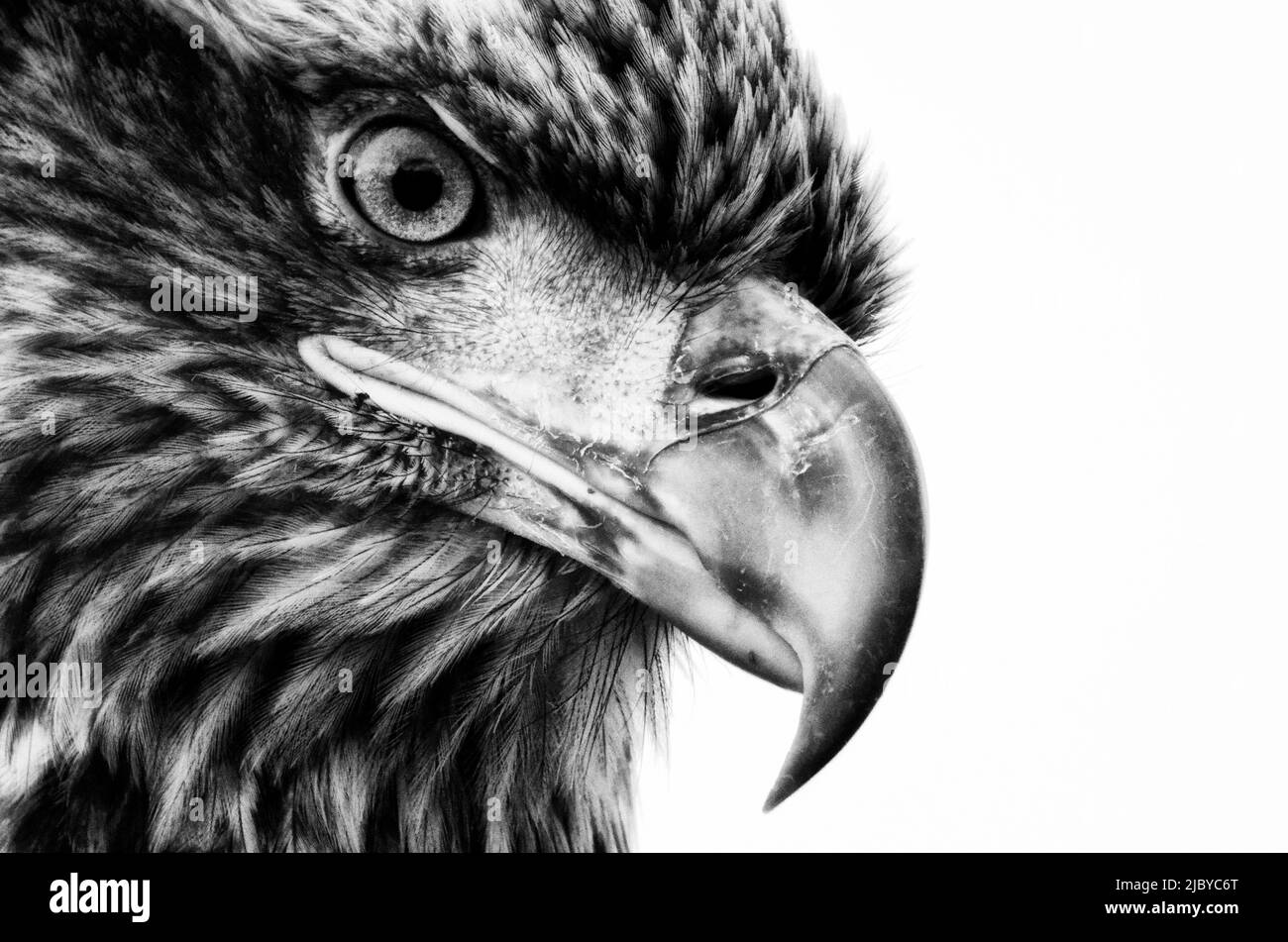 Juvenile Bald Eagle (Haliaeetus leucocephalus) portrait Stock Photo