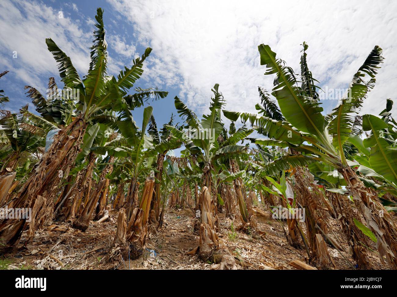 Banana plantation australia hires stock photography and images Alamy
