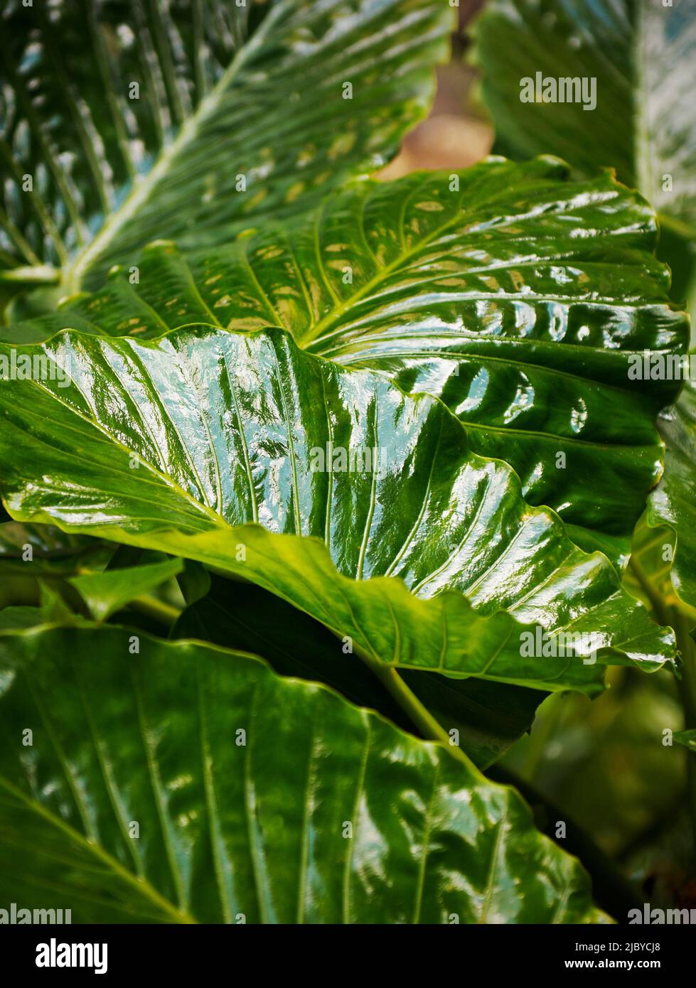 Suptropical plant with large shiny green leaves Stock Photo Alamy