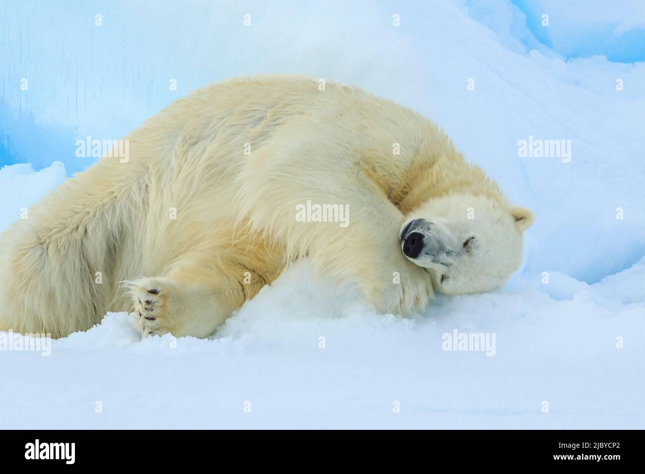 Polar bear (Ursus maritimus) sleeping on pack ice, Svalbard, Norway Stock Photo