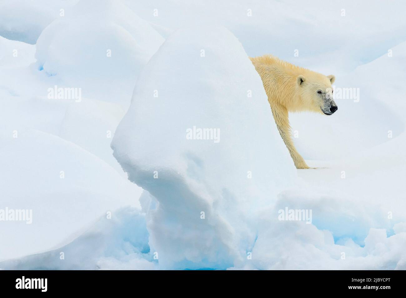 Polar bear (Ursus maritimus) walking on pack ice, Svalbard, Norway Stock Photo